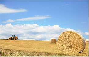 Кукуруза и другая солома